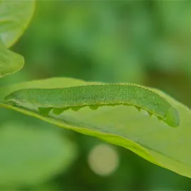 Groene rups