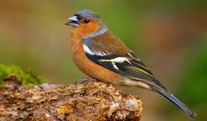 Vink