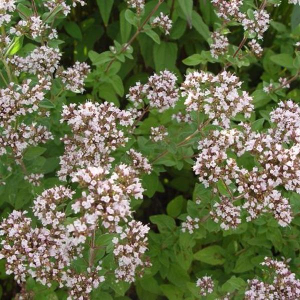 Wilde marjolein